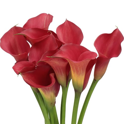 CALLA LILY ARUNA 65cm Wholesale Dutch Flowers Florist Supplies UK