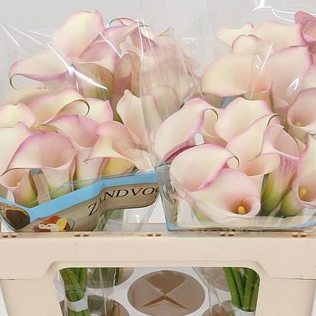 Calla Lily Saigon 50cm | Wholesale Dutch Flowers & Florist Supplies UK