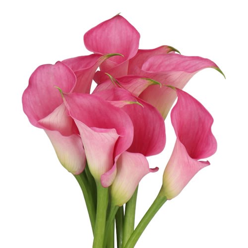 CALLA LILY RUDOLPH 70cm | Wholesale Dutch Flowers & Florist Supplies UK