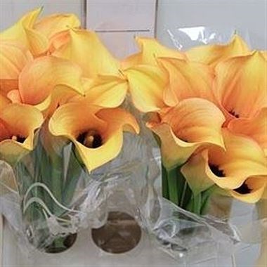 CALLA LILY CAMELEON
