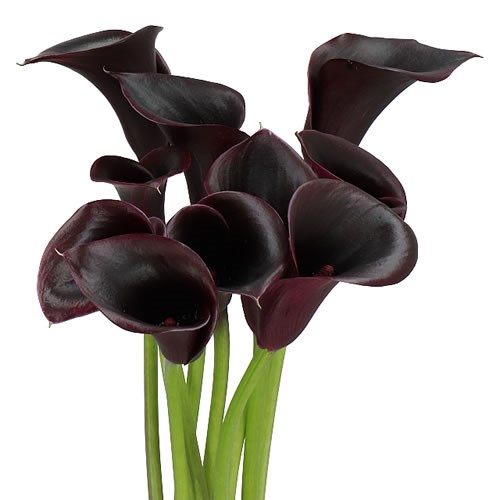 CALLA LILY CANTOR