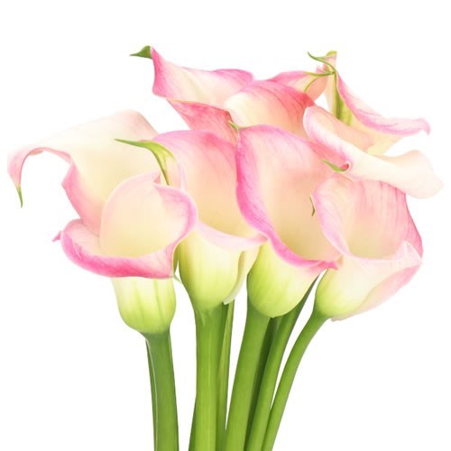 CALLA LILY CAPTAIN ALMA
