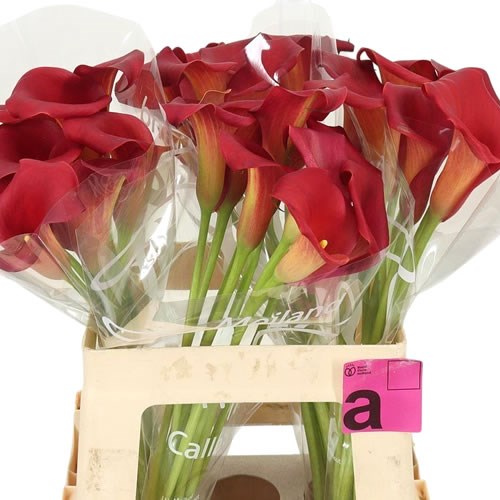 CALLA LILY CAPTAIN BERMUDA