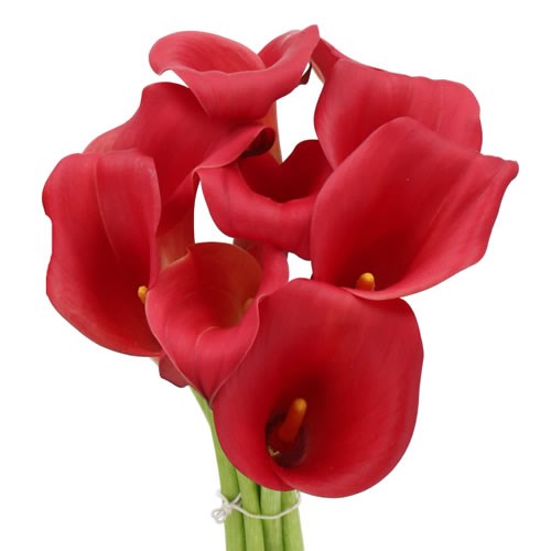CALLA LILY CAPTAIN BERMUDA