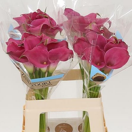 CALLA LILY CAPTAIN CHEERIO