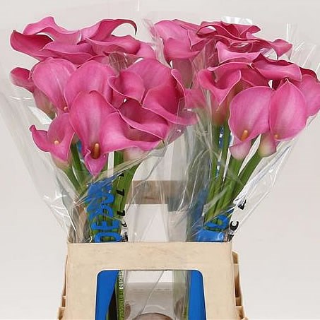CALLA LILY CAPTAIN FARGO