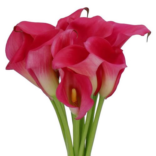 CALLA LILY CAPTAIN HOLLYWOOD