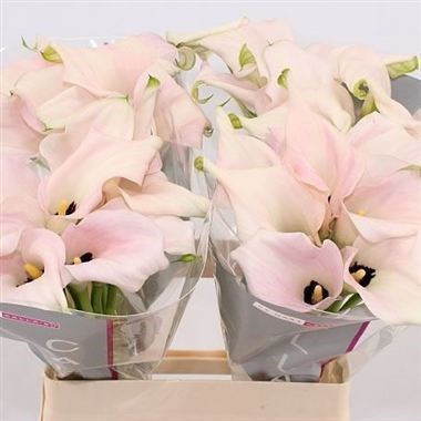CALLA LILY CAPTAIN MELROSE