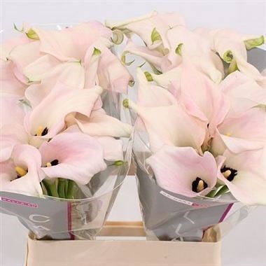CALLA LILY CAPTAIN MELROSE