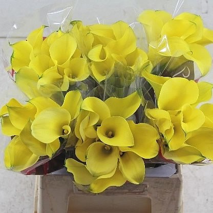 CALLA LILY CAPTAIN MEMPHIS