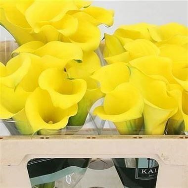 Calla Lily Captain Morelli