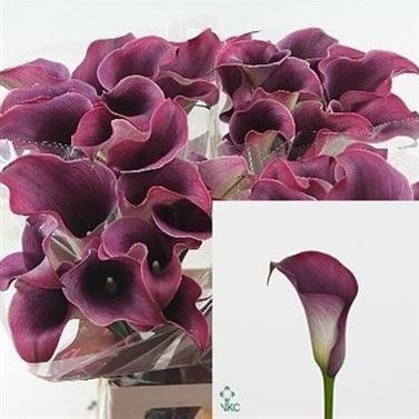 CALLA LILY CAPTAIN PROMISE