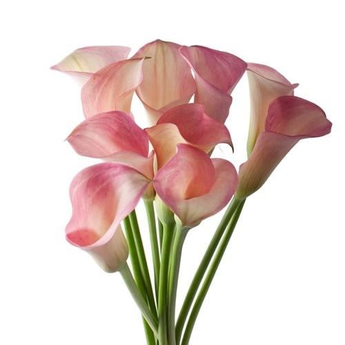 CALLA LILY CAPTAIN ROSETTE