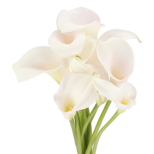 CALLA LILY CAPTAIN VENTURA BLUSH