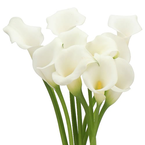 CALLA LILY CRYSTAL CLEAR