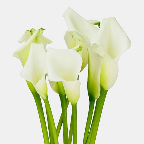 CALLA LILY CRYSTAL WHITE