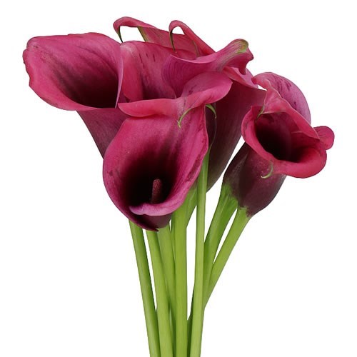 CALLA LILY DIOR