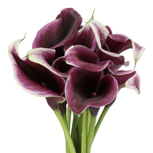 CALLA LILY DUBAI NIGHTS