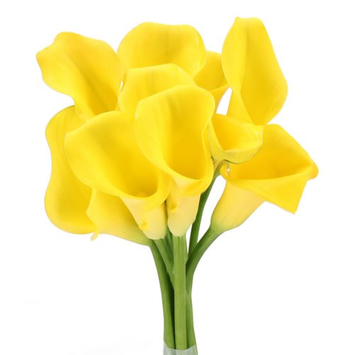 CALLA LILY DUTCH GOLD