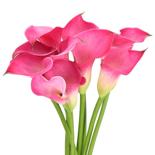 CALLA LILY FANTASIA