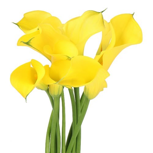CALLA LILY GOLD MEDAL