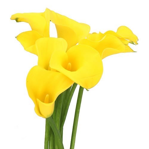CALLA LILY GOLDCUP