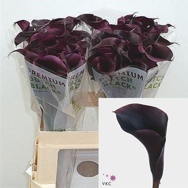 CALLA LILY HOT CHOCOLATE