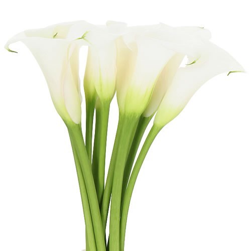 CALLA LILY IVORY ART