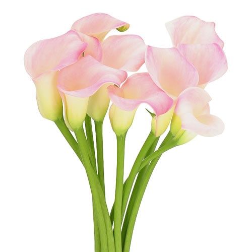 CALLA LILY MANILA
