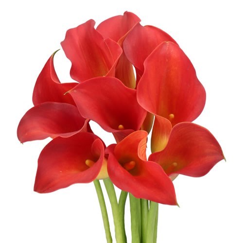 CALLA LILY MERENGUE