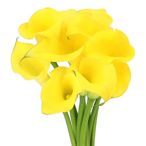 CALLA LILY MONTE CARLO