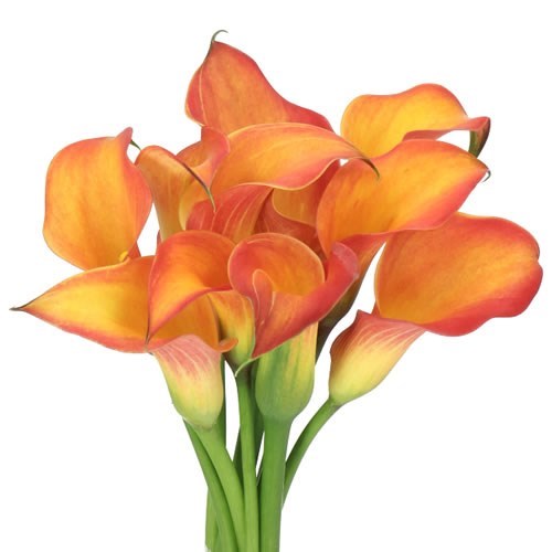 CALLA LILY MORNING SUN