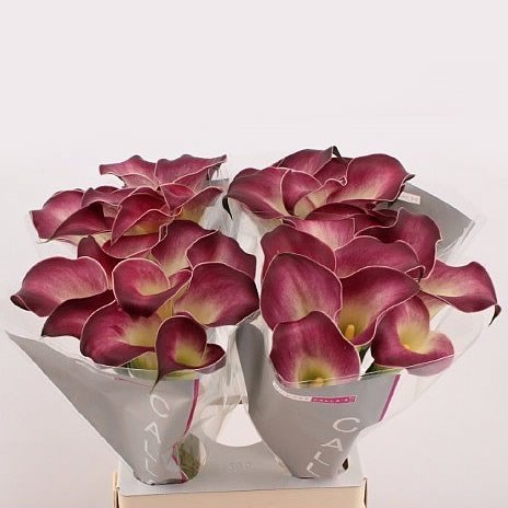 CALLA LILY NASHVILLE