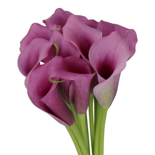 CALLA LILY PACO