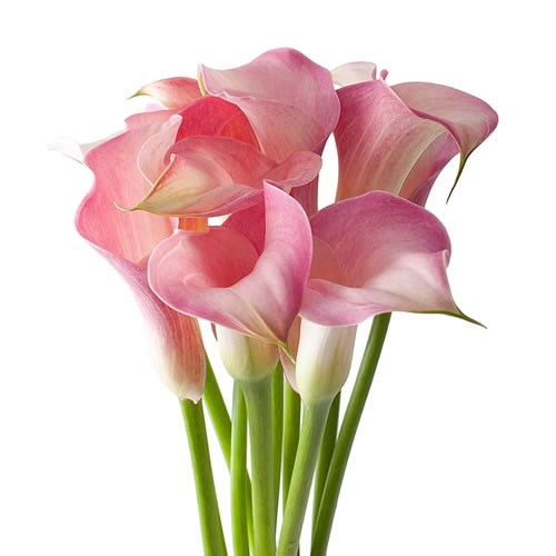 CALLA LILY PINK MELODY