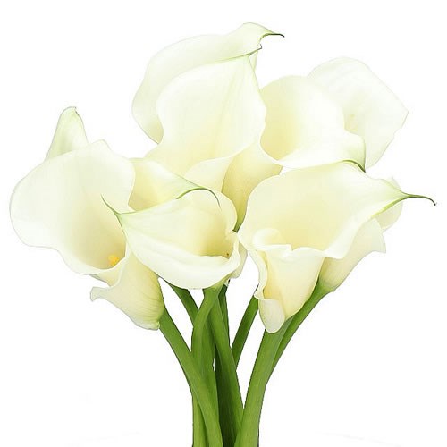 CALLA LILY PURE ART