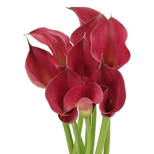 CALLA LILY RAMONA