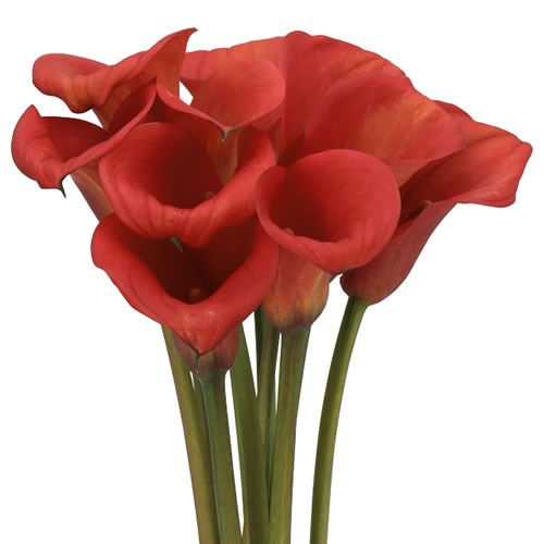 CALLA LILY RED ALERT