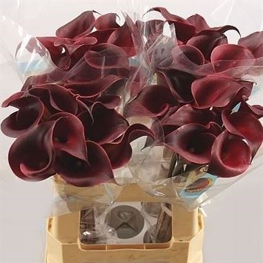 CALLA LILY RED CHARM