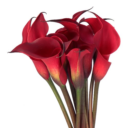 CALLA LILY RED CHARM