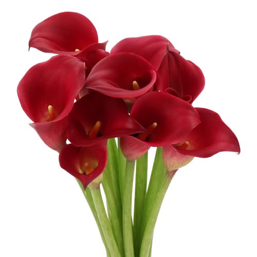 CALLA LILY RED JEWEL