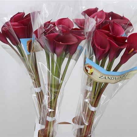 CALLA LILY RED SYMPHONY