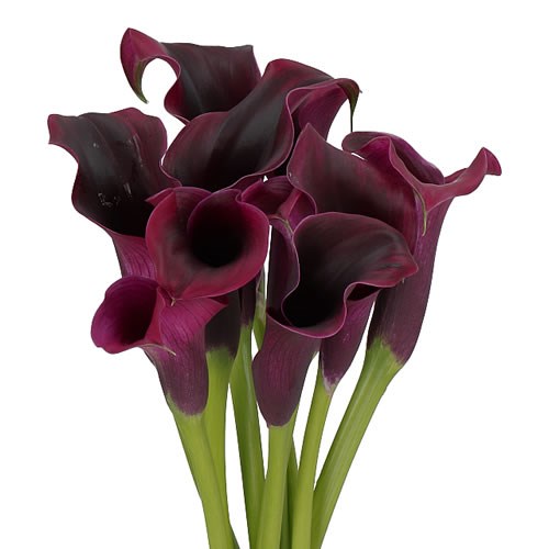 CALLA LILY RUDOLPH