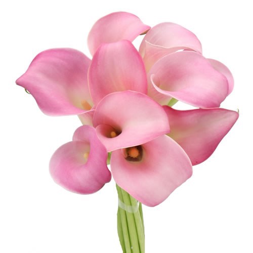 CALLA LILY SAMUR