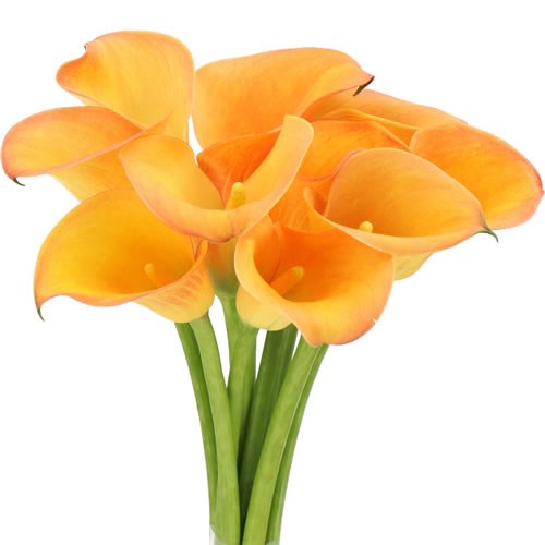 CALLA LILY SOLERO ART