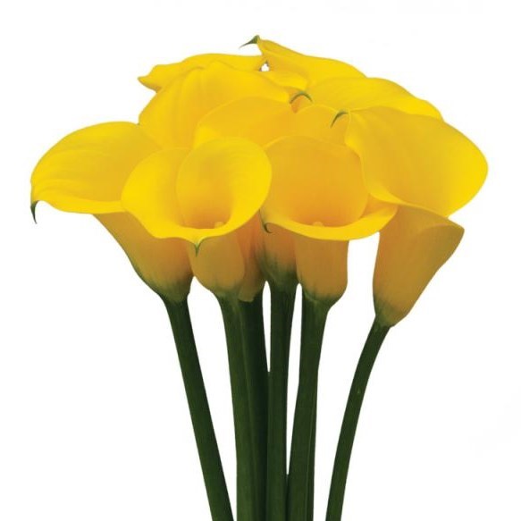 CALLA LILY SUNNY ART