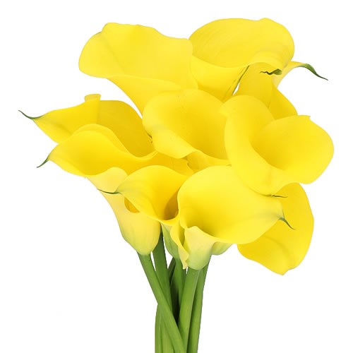 CALLA LILY SUNYA