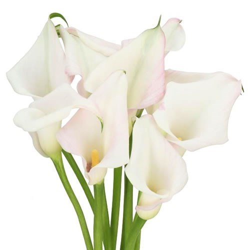 CALLA LILY SWEET ART