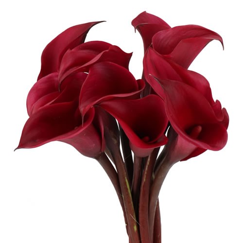 CALLA LILY VINO ROSSO