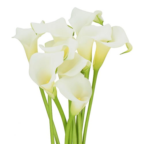 CALLA LILY WHITE PRESENT